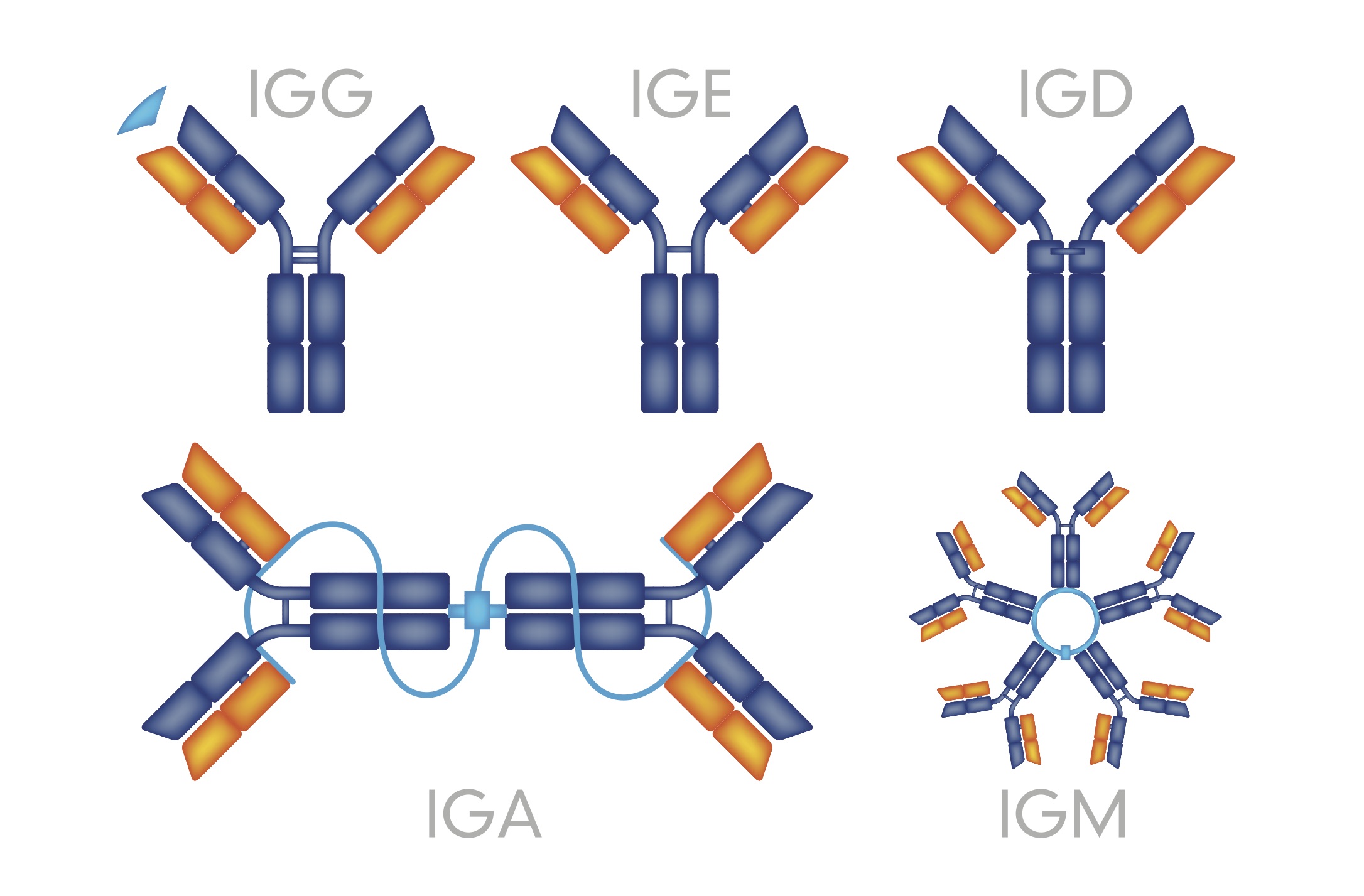 immunoglobulin G, A, M, and E