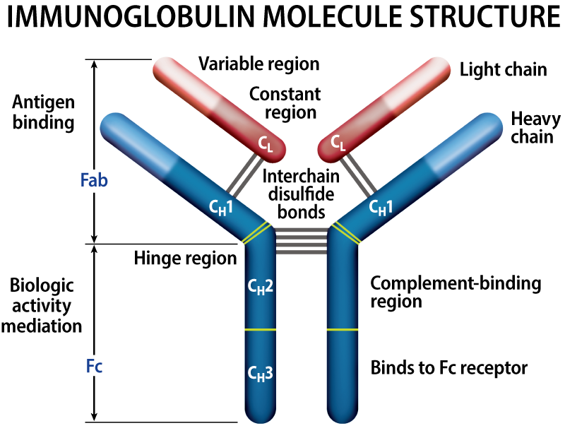 Structure of immunoglobulin in multiple myeloma